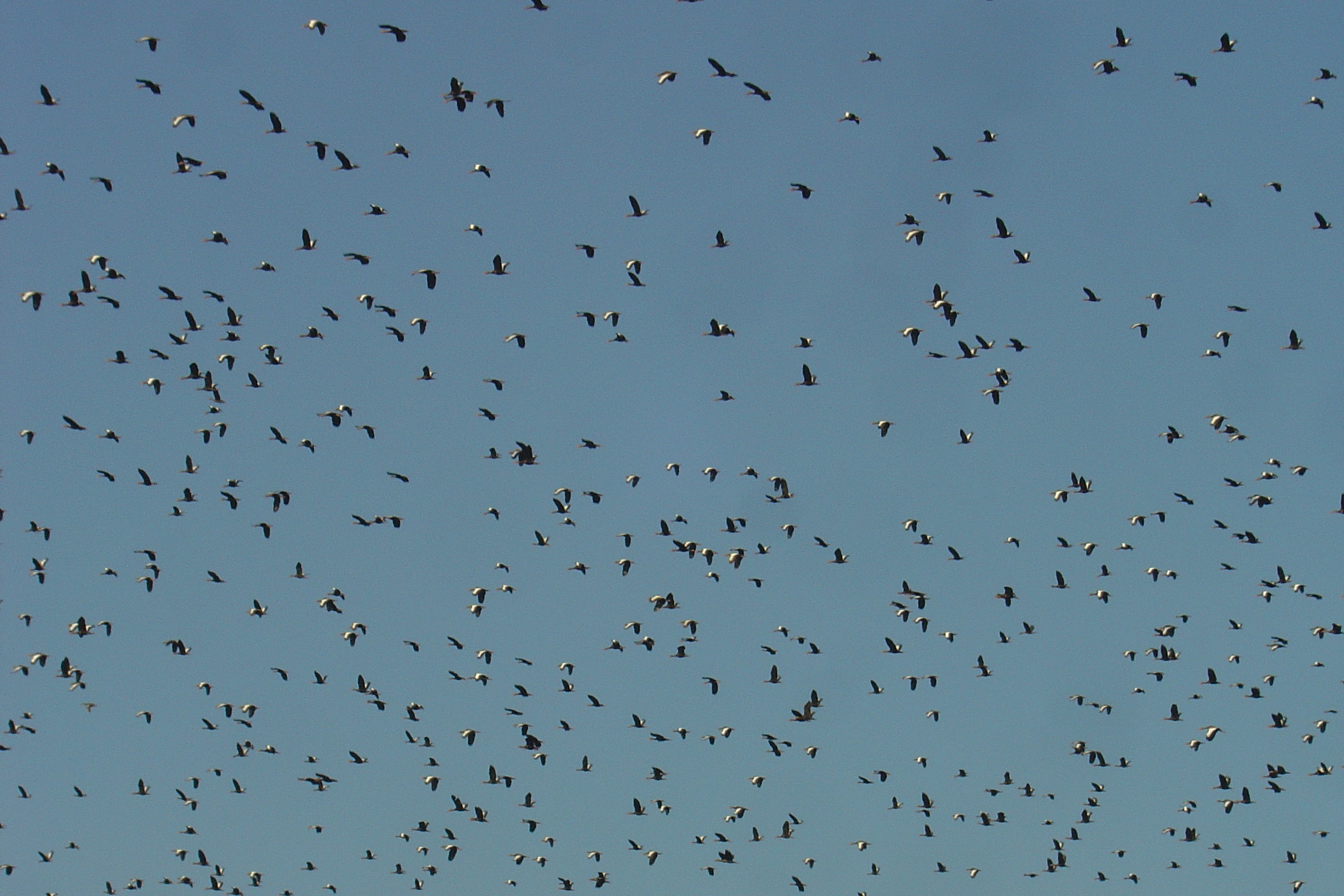 Visión parcial de una parvada de más de 11,000 pichichis (Dendrocygna autumnalis) observada en enero de 2005 descansando en los humedales de la Popotera durante su migración.